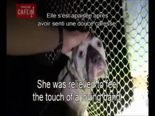 Un Pitbull errant et ses petits sauvés par une association !