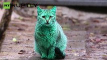 Gato verde aparece em Varna, na Bulgária