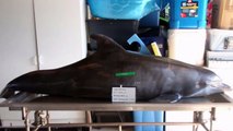 Authorities Investigate Dolphin Killed By Arrow In Gulf Of Mexico