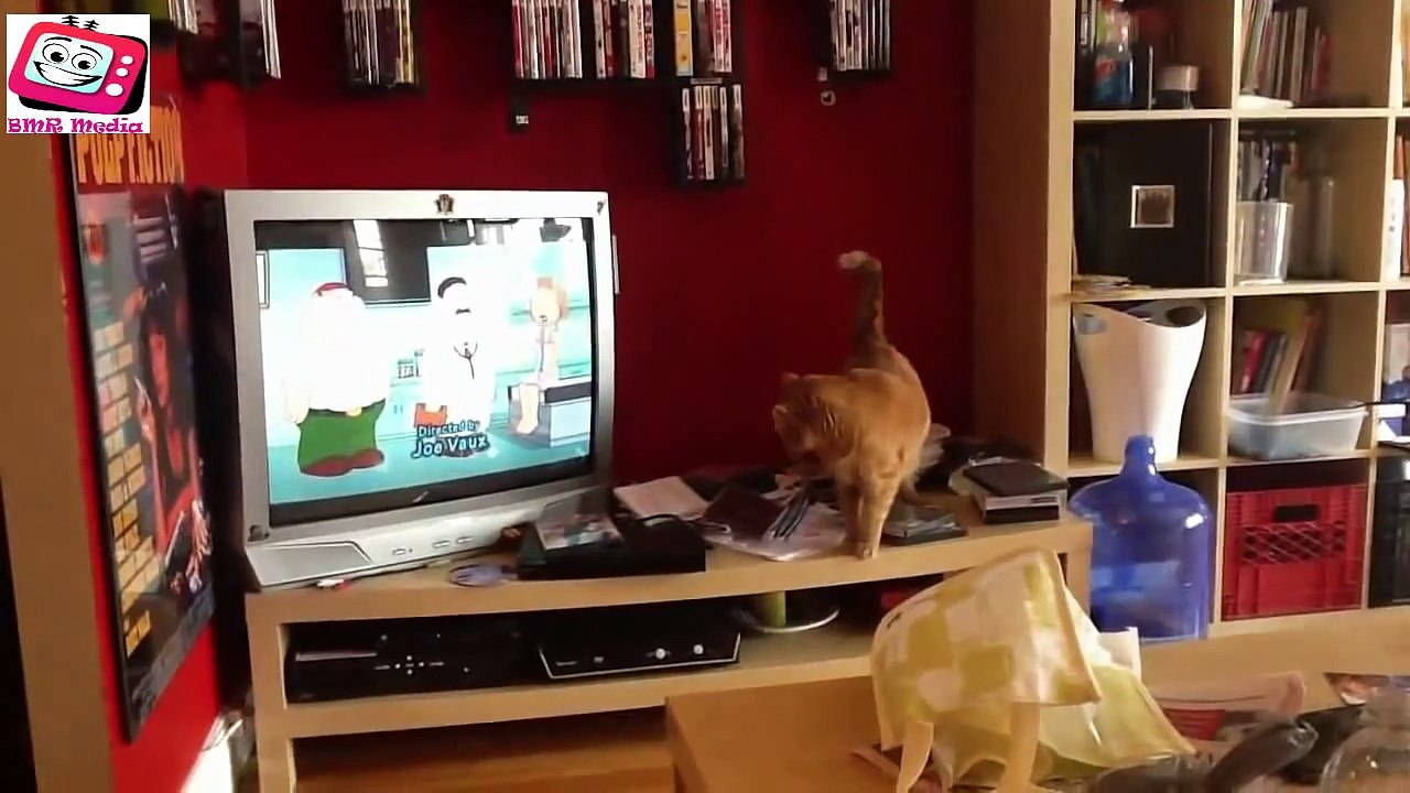 Top Funny Cats Compilation 2014