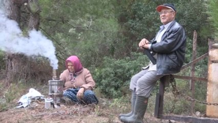 Urla'da Ağaç Nöbeti