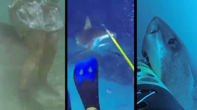 Quand les requins attaquent