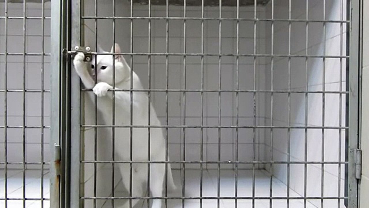 Cat Jailbreak