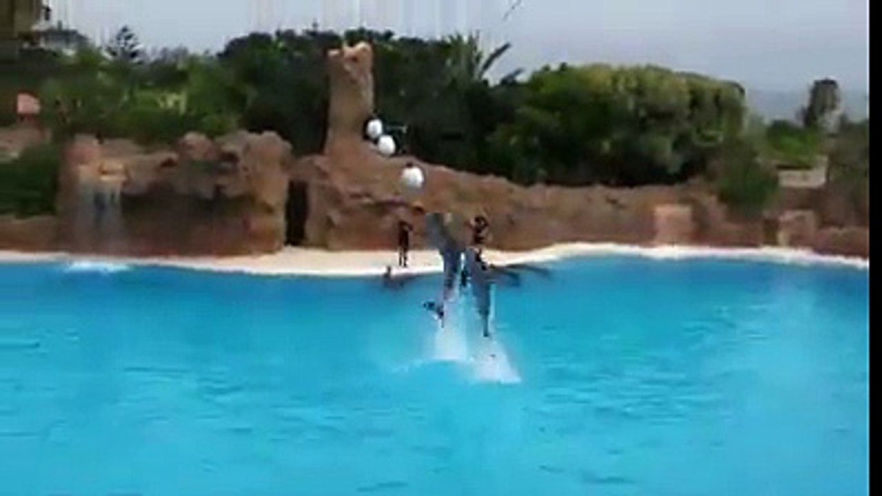 beautiiiiful dolphin show incredible.