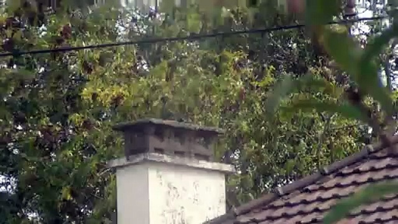 Par dessus les toits