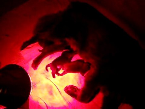 chiots terre neuve marron bronze de l'élevage de VALOYAN