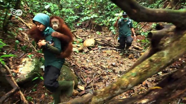 Learning to swing from the trees | Global Ideas