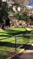 Ataque de leones en Zoo de Barcelona - Lion Attacks Man in the Barcelona's Zoo