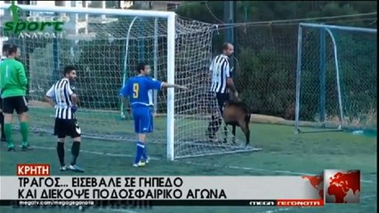 O τράγος του anatolhsport.com στο mega