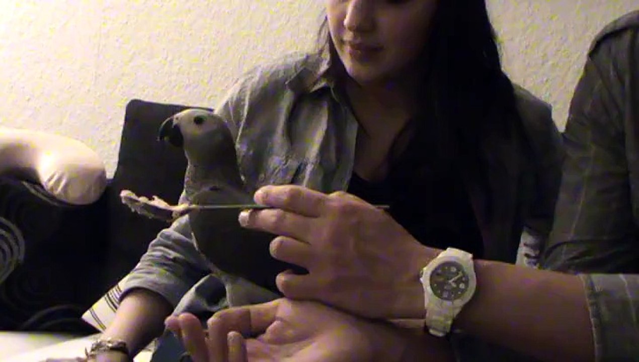 Thermomix TM 31 Papagei Jakob isst Lachsaufstrich