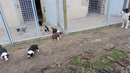 chiots 1 mois