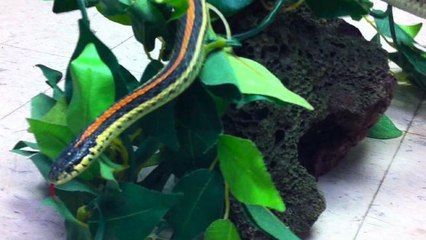 Man Throws Snake at Restaurant Employee After Diced Onion Spat