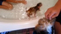 Un garçon prend son bain avec un singe