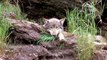 Ecologistas piden investigar al Principado por fraude de los daños del lobo