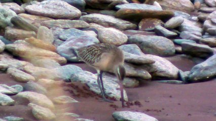 le diner de la barge rousse (ep 1)