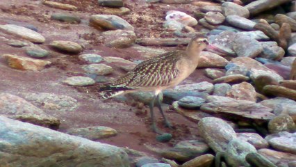 le diner de la  barge rousse (ep 2)