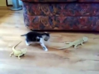 Bukalemundan Korkup Mala Bağlayan Kedi?