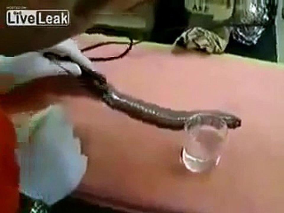 Yılandan Alınan Zehir Bakın Suyu Ne Hale Getiriyor