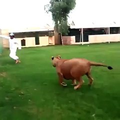 Hungry Lion Attacks Man