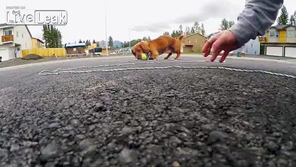 LiveLeak_com - My Wiener Dog Loving Fetch with my Quadcopter