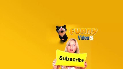 Crazy Cat attacks _ 720p _ HD _ 2014