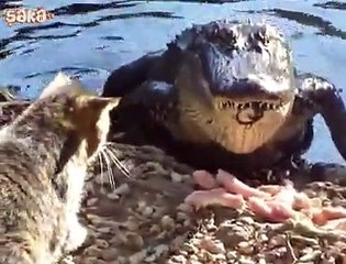 Timsaha Gider Koyan Kedi