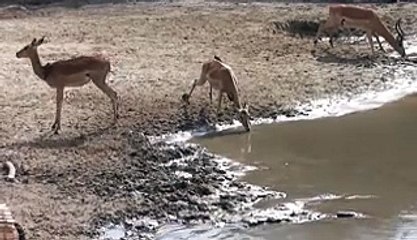 Dunya News-Close Call With Crocodile ,See You Later Alligator