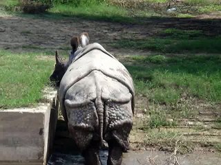 Rhino has amazing skin