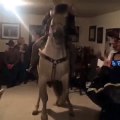 Crazy party : a Horse in the house