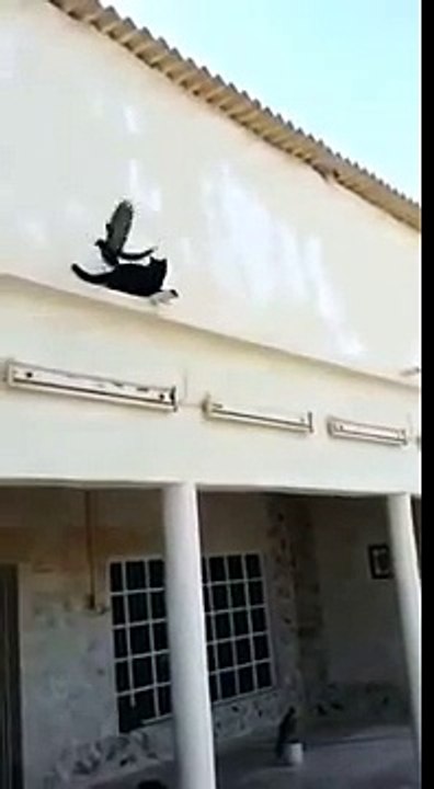 Güvercini Yakalamaya Çalışan Kedinin Dramı