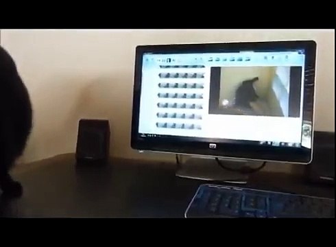 Funny Cats Compilation | Cat And Dog Mating Funny Videos | Funny Animals Funny Animal Videos 10