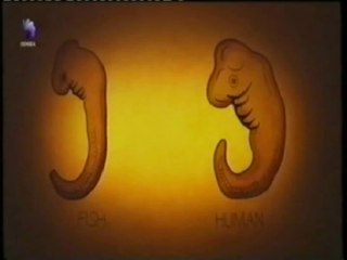 Arcos branquiales: Nuestro pez interior