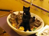 5 Crazy Funny cats 5 Şaşkın Kedi Yavrusu Komik Kedi Videoları