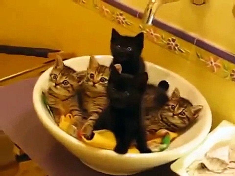 5 Crazy Funny cats 5 Şaşkın Kedi Yavrusu Komik Kedi Videoları