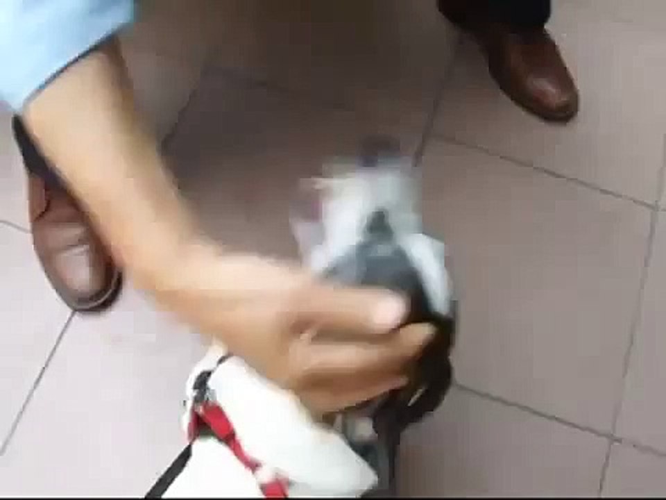 68 Funny Catman Spanks Cukulat Jack Russell dog Komik Kedi Adam Cukulat a pandik sakasi ya