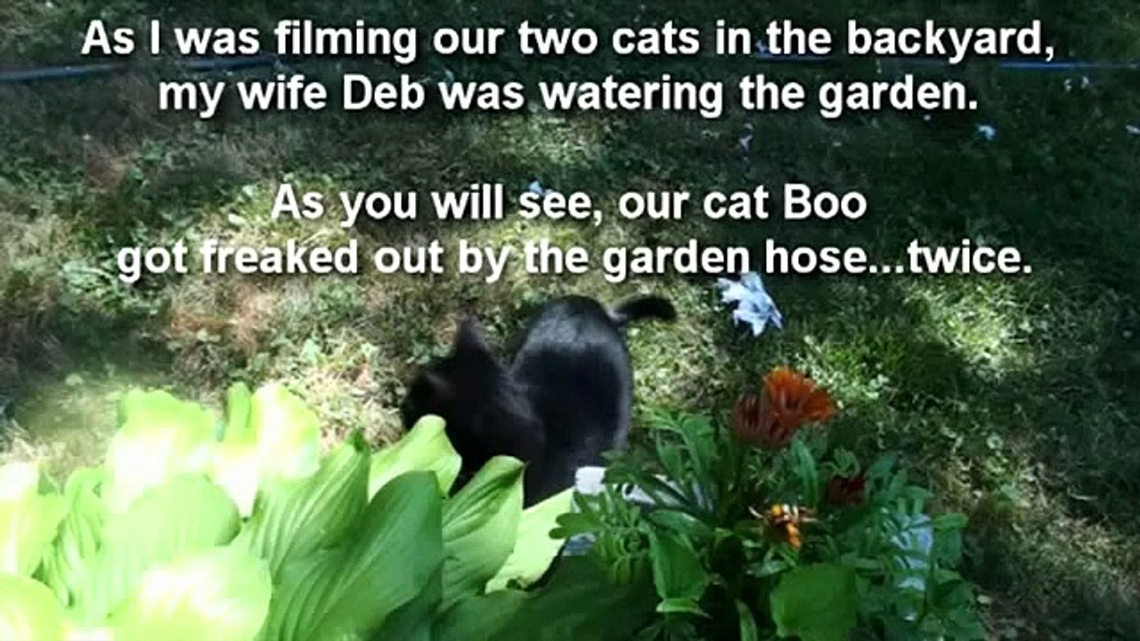 Amazing Cat Jump