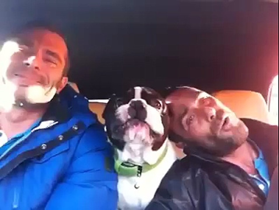 Arabada Şarkıya Eşlik Eden Sevimli Bulldog