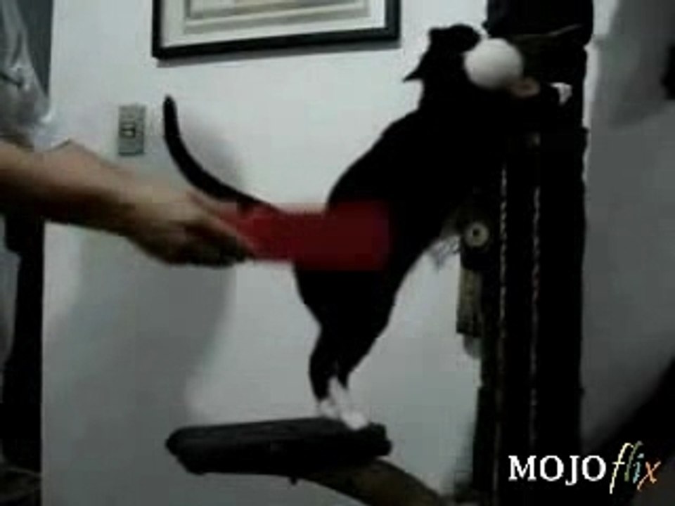Le Chat Maso