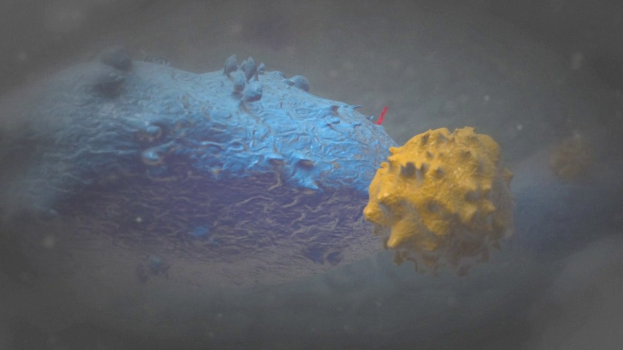 How Ebola attacks the body