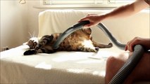 Kirli Kediyi Elektrik Süpürgesiyle Temizlemek