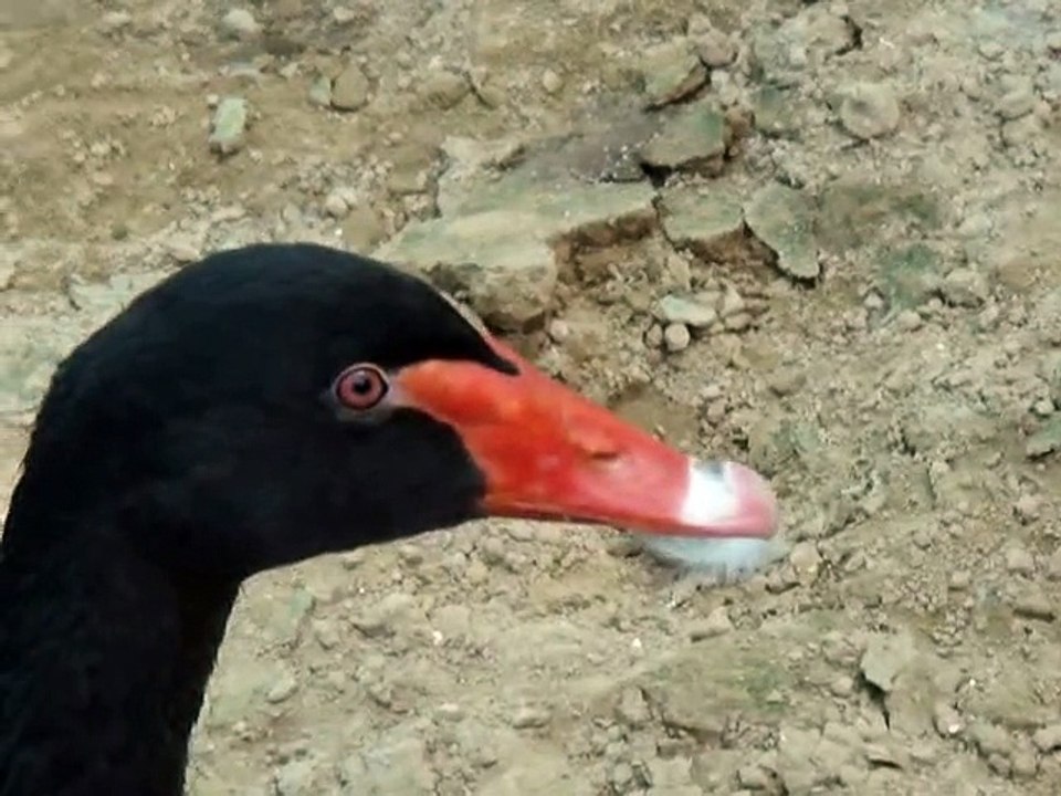 Black Duck