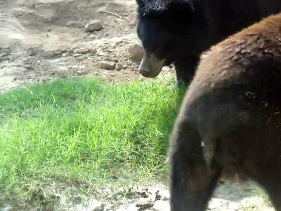 Black Bear 1