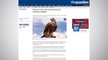 Falcons Can Now Fly On Lufthansa