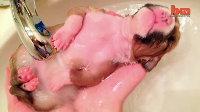 Cute Puppy Shower- Rescued Pup Enjoys Bath Time