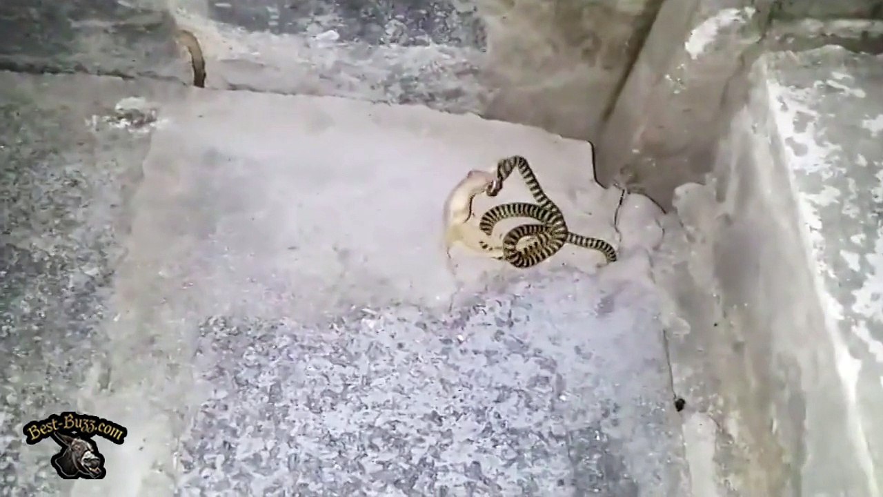 Ce lézard ne servira pas de repas au serpent !