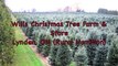 Cut your own christmas tree farm hamilton
