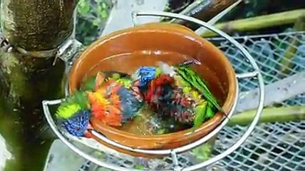 Rainbow Lorikeets Enjoying Bath Time