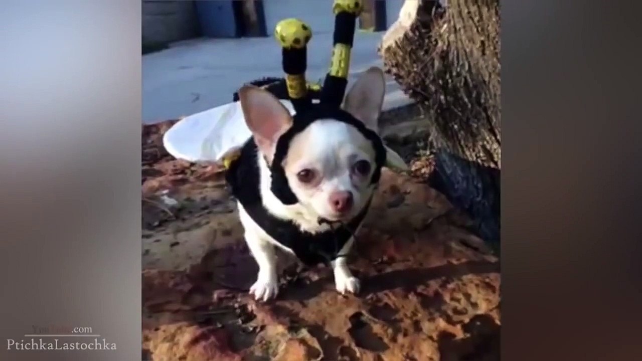 Funny Dog Vines 2014
