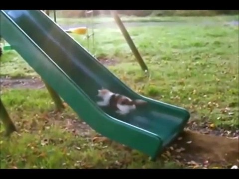 FUNNY GIF COMPILATION - NEW FUNNY ANIMAL VINES AND GIFS