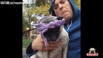Funny Pug Vines Compilation MAY 2014